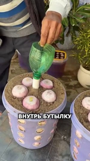Как вырастить компактно много лука прямо у себя в доме #бизнес #бизнесидеи #огород #рассада #лук