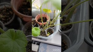 Сельские будни матушки.Четвёртый день ВЕЛИКОГО ПОСТА.Чем занимаюсь на досуге 😊