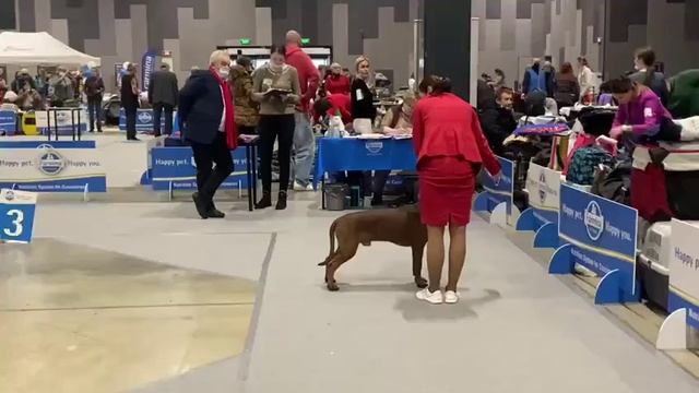 Баварская горная гончая КРАСИВАЯ СЧАСТЛИВАЯ ЖИЗНЬ БРЕД ПИТТ