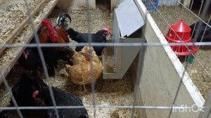 26-02-2026. Будем прощаться.🐓🤔