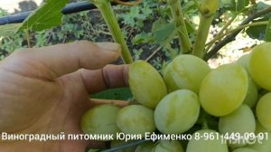 виноград Вектор