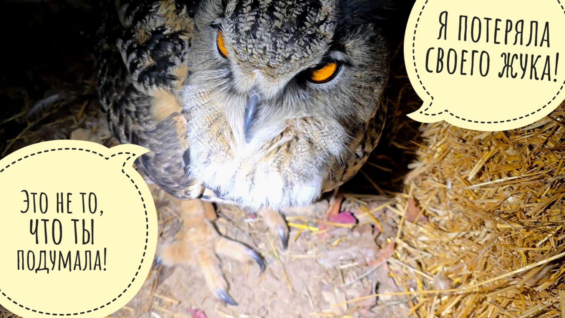 Сова Ёль начала раскопки ямок. Я начала раскопки запасиков сычика Пунька. Пёс Кубик бороздит сугробы смотреть онлайн