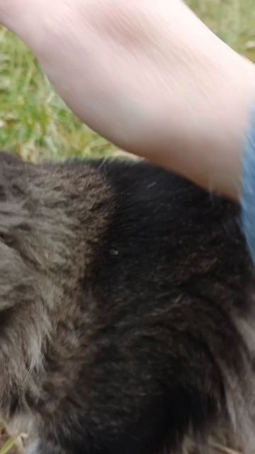 турнир🌹Аврора шел🌹питомник Кун прайд 🌹