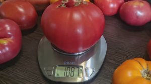 Каждый сможет вырастить помидоры весом килограмм! Стоит ли замачивать семена?