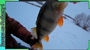 Прогулка за окунями - Зимняя Рыбалка с блесной / балансиром 2026