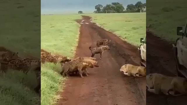 Львица против стаи гиен 🙀🫣🧐👀🕵️ смотреть онлайн