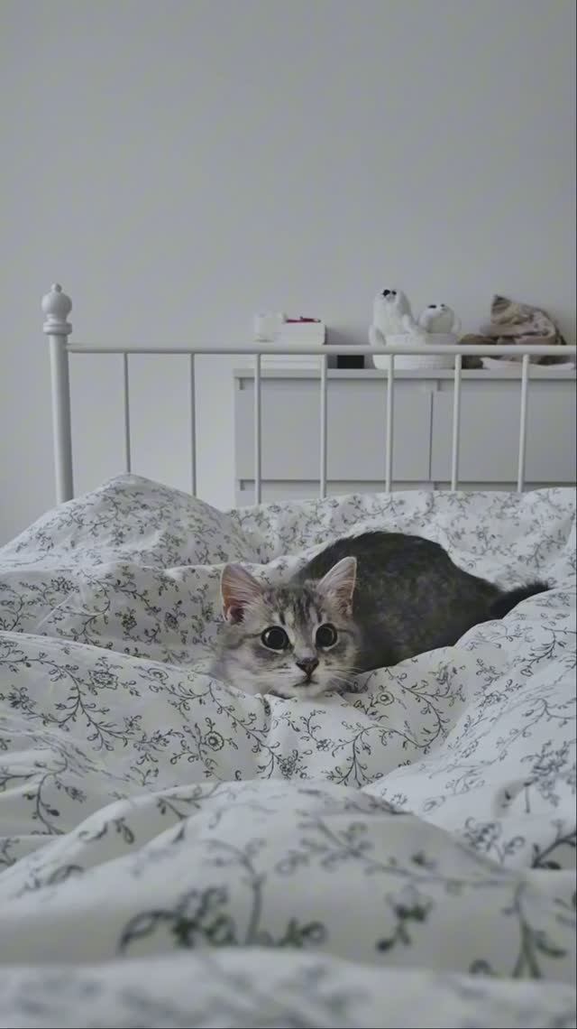 Сергей и Алиса | История двух сердец | Мисти | Попрыгушки на кровати