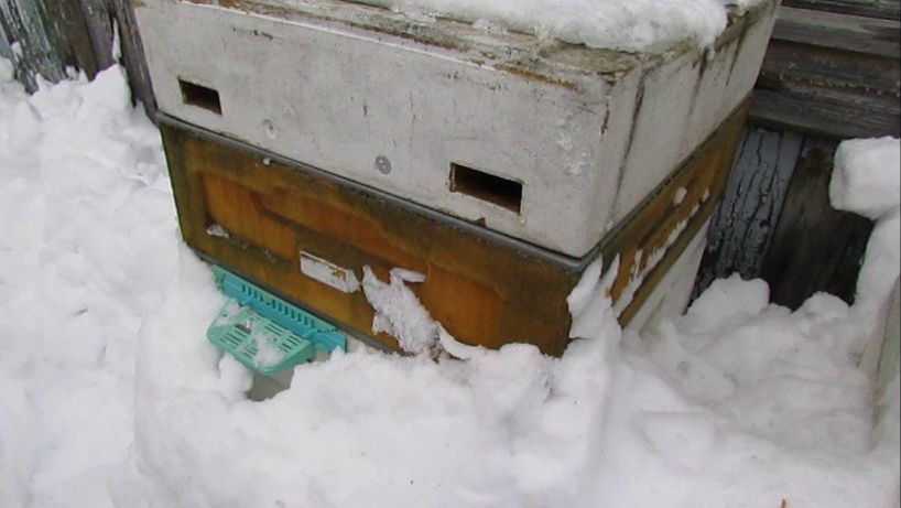 февраль, семьи пчел с минимумом осмотров, как зимуют с закрытыми летками, 26.02.2026 смотреть онлайн