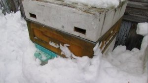 февраль, семьи пчел с минимумом осмотров, как зимуют с закрытыми летками, 26.02.2026