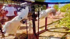 Попугаи Жорик и Кеша объединились против папы, теперь Владу не поздоровится !