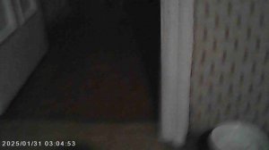 Сова прилетела на кухню