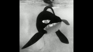 [FREE] лирический бит - "могут ли касатки любить?" | lyrics type beats