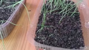 Рассадила "лук-гигант" Эксибишен по стаканчикам