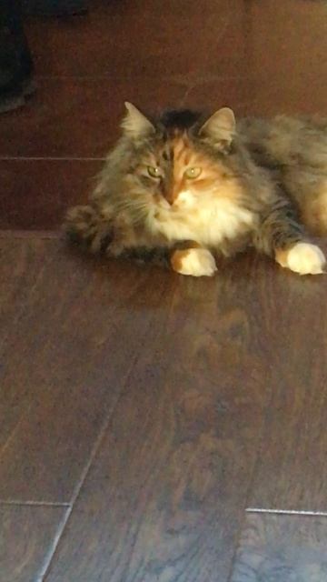 Кошечка Муся и кот Васька