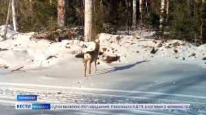 Косули стали частными гостьями новостных заголовков Кузбасса