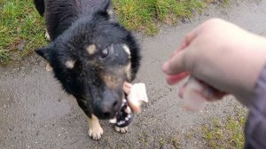 Все собрались бандой