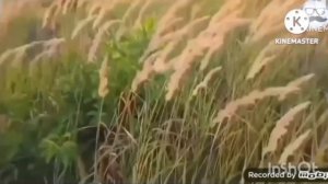 Побег от Страуса (Add, rounds 11-12) (Полная Версия Иля Расритишение)