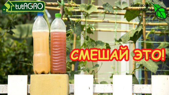 😱 ВМЕСТО дорогих удобрений! Две копейки - и огород спасен! 💧Уникальный способ из двух компонентов. смотреть онлайн