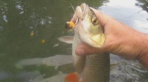 Сети,щуки,голавли