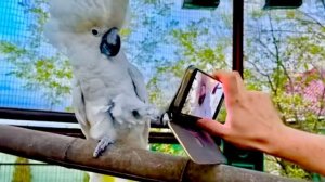 Кире принесли шишки в ее же кружке, а Кеша пытается отобрать у Дениса телефон!