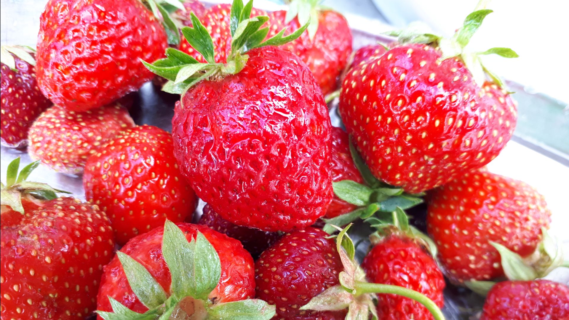 2256.  Размножение земляники. ВПЛ.