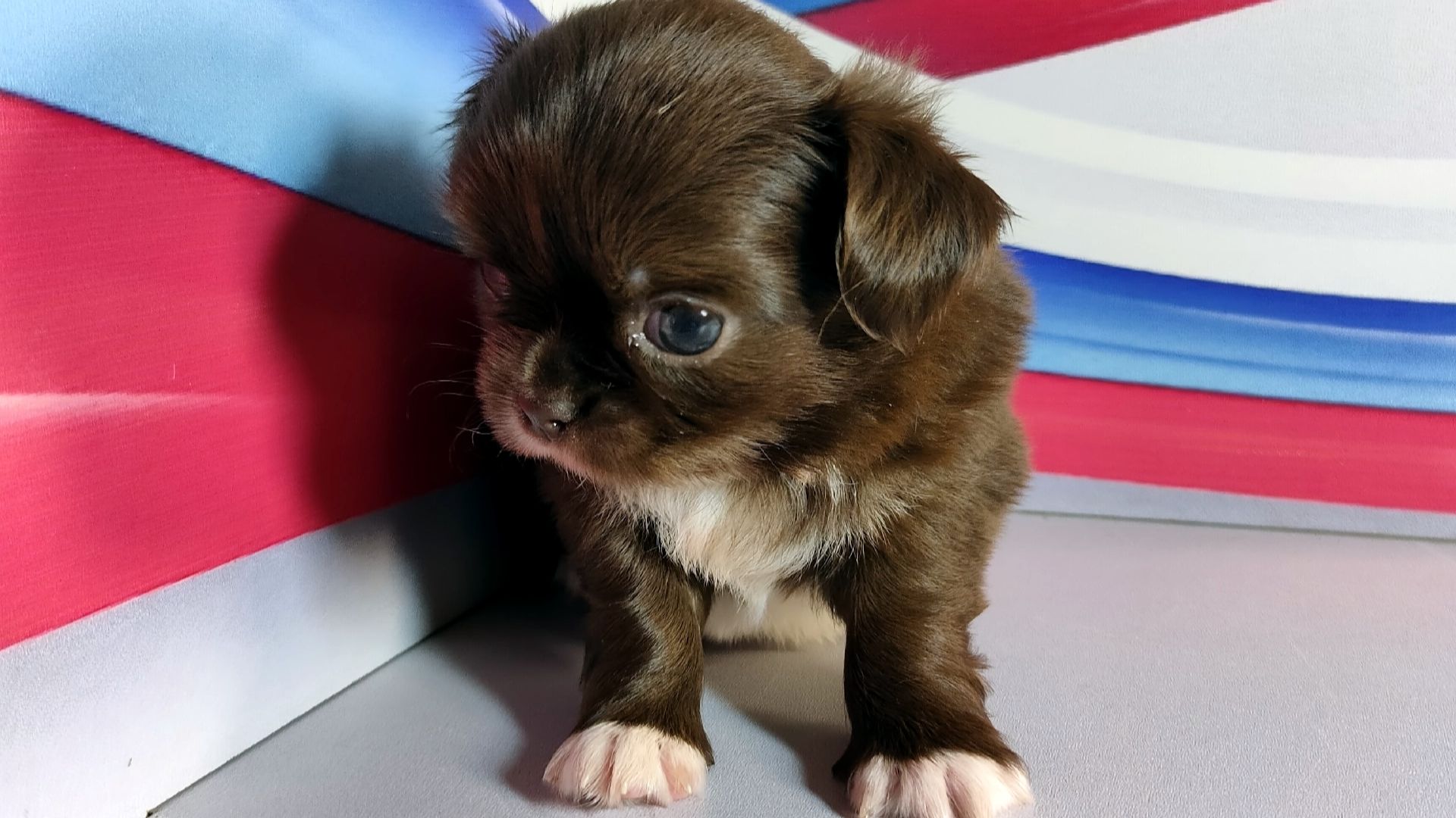 #продаю_щенков_чихуахуа Анфиса и Глафира #длинношерстные_щенки_чихуа_купить_продам +79215950848 смотреть онлайн