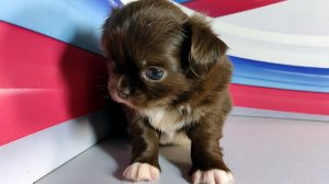 #продаю_щенков_чихуахуа Анфиса и Глафира #длинношерстные_щенки_чихуа_купить_продам +79215950848