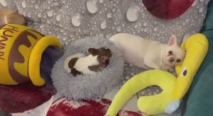 Самых приятных всем снов и сладкой ночи.