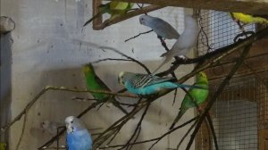 Самцы докармливают птенцов. Размножение волнистых попугаев.