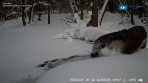 Любопытная выдра устроила фотосессию в зимнем лесу «Калужских засек»