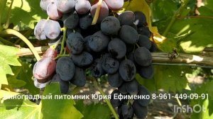 виноград кишмиш Брависимо