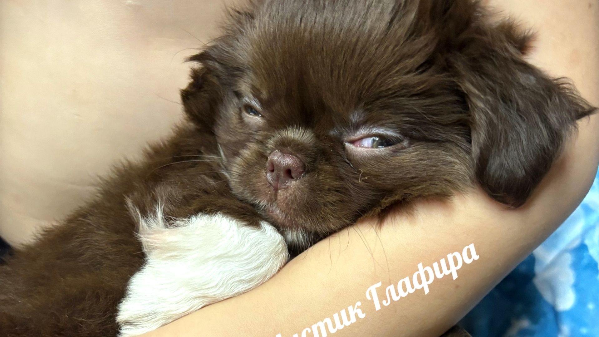 #чихуахуа Глаша ест огурцы и смотрим мультики #купить_щенка_чихуахуа_продам +79215950848 смотреть онлайн