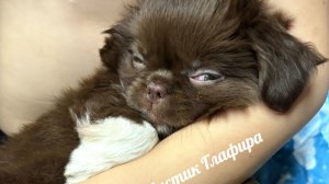 #чихуахуа Глаша ест огурцы и смотрим мультики #купить_щенка_чихуахуа_продам +79215950848