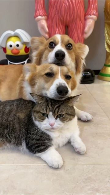 Смешные коты #112-4