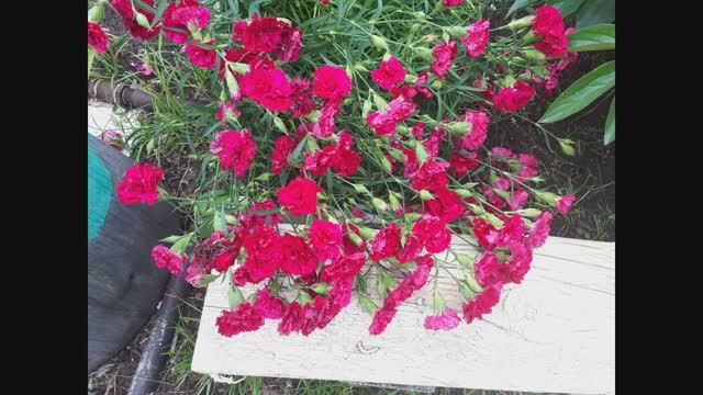 2247.  Садовая гвоздика,укоренение черенков.