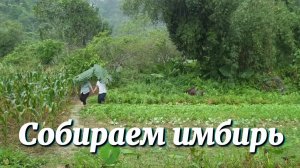 Собираем имбирь вместе с мужем. Отправляем на рынок. Счастье быть рядом