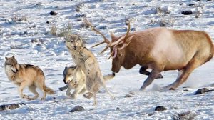 Раненый олень РАЗНЕС целую СТАЮ! Что бывает, когда ВОЛКИ ошибаются с добычей?