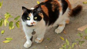 Моя киса Муся