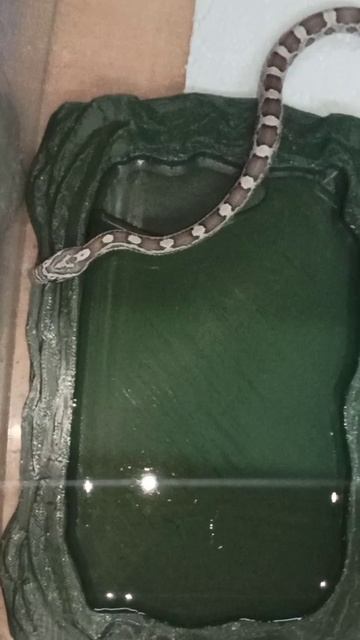 Малыш маисового полоза №4 из первой кладки переехал жить в новый контейнер.