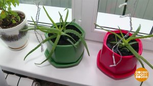 Всяк цветок знай свой горшок. Доброе утро. Фрагмент выпуска от 26.02.2026