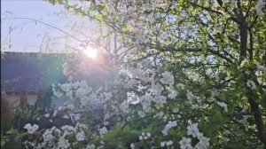 По живому осень не режь