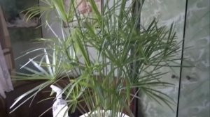 ЦИПЕРУС (ПАПИРУС). САМОЕ ЛЕГКОЕ КОМНАТНОЕ РАСТЕНИЕ. УХОД ЗА НИМ.