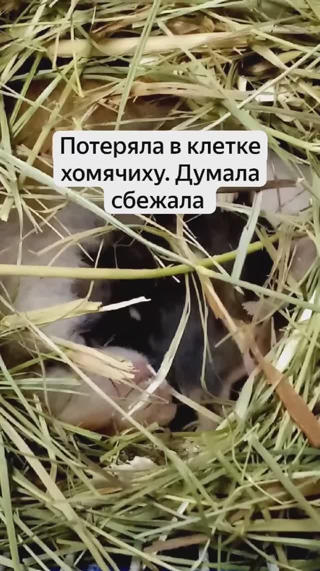 Потеряла хомячиху