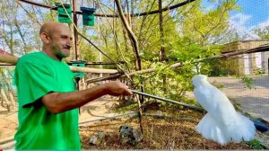 Кеша тикает от Киры, ведь она ЗАСТУПАЕТСЯ за папу и устраивает новое шоу с Владом)