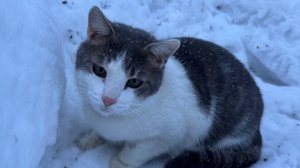 Милый котик умелый охотник.