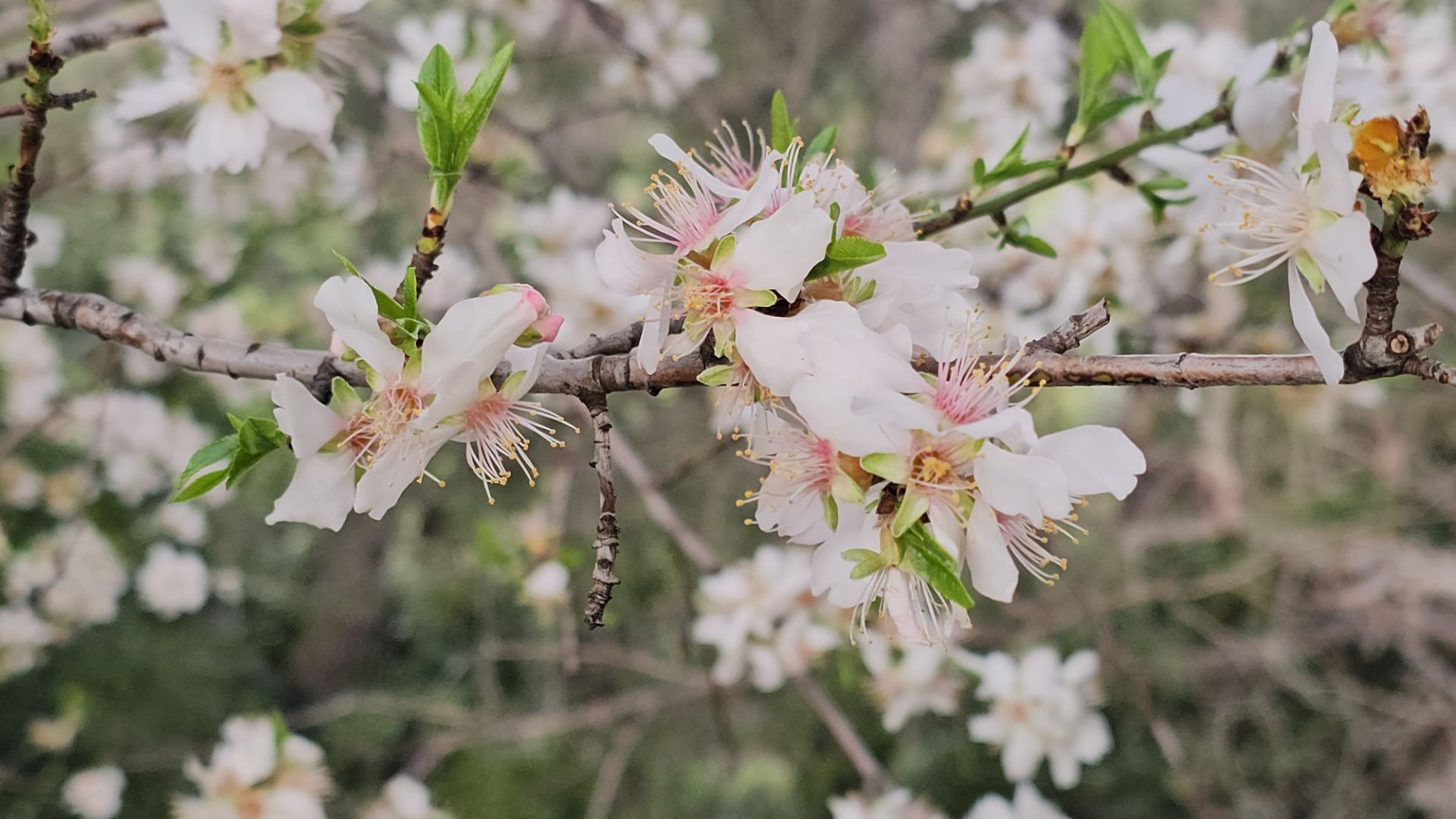 24-25 февраля 2026. Я вернулась в Прованс . Из зимы в лето. Глазам своим не верю!) смотреть онлайн