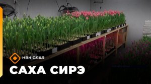 Саха сирэ» информационнай биэрии. Олунньу 26 күнэ 18.00