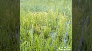 Омская область природа Русского Полесья [get.gt]