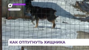 Устройство для отпугивания дикого зверя поможет приморцам избежать неожиданной встречи с ним