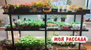 Моя рассада на 26 февраля, пеларгонии, бальзамины, эустомы, глоксинии, колеусы и др.